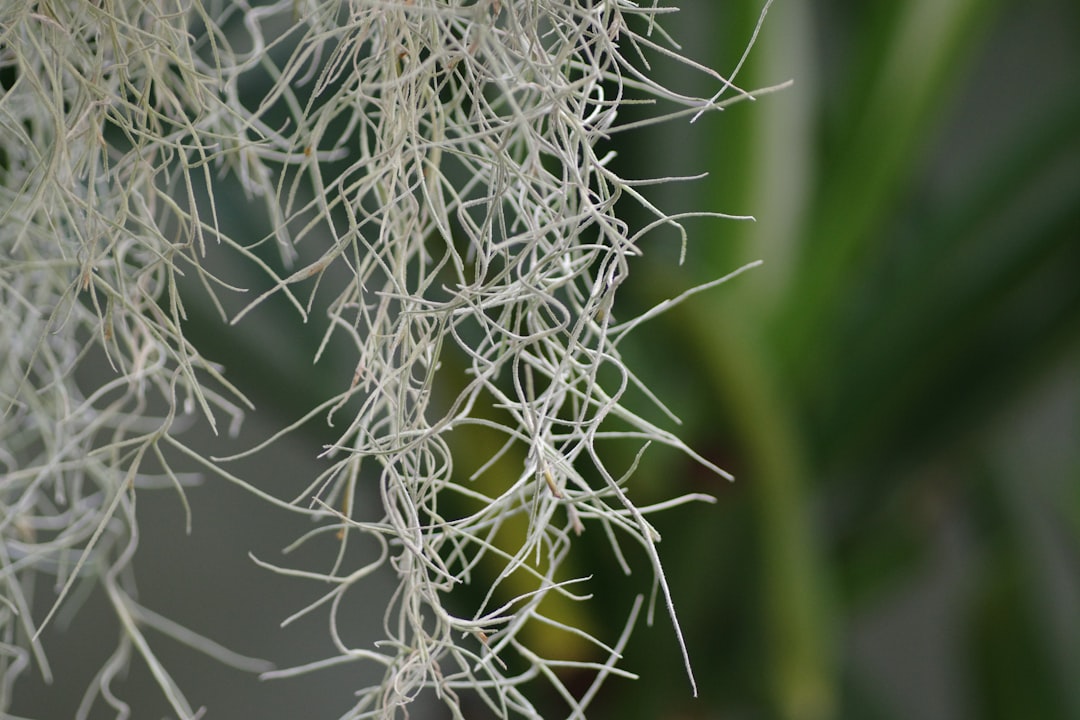 The Underground Internet That Your Garden Never Told You About (image credits: unsplash)