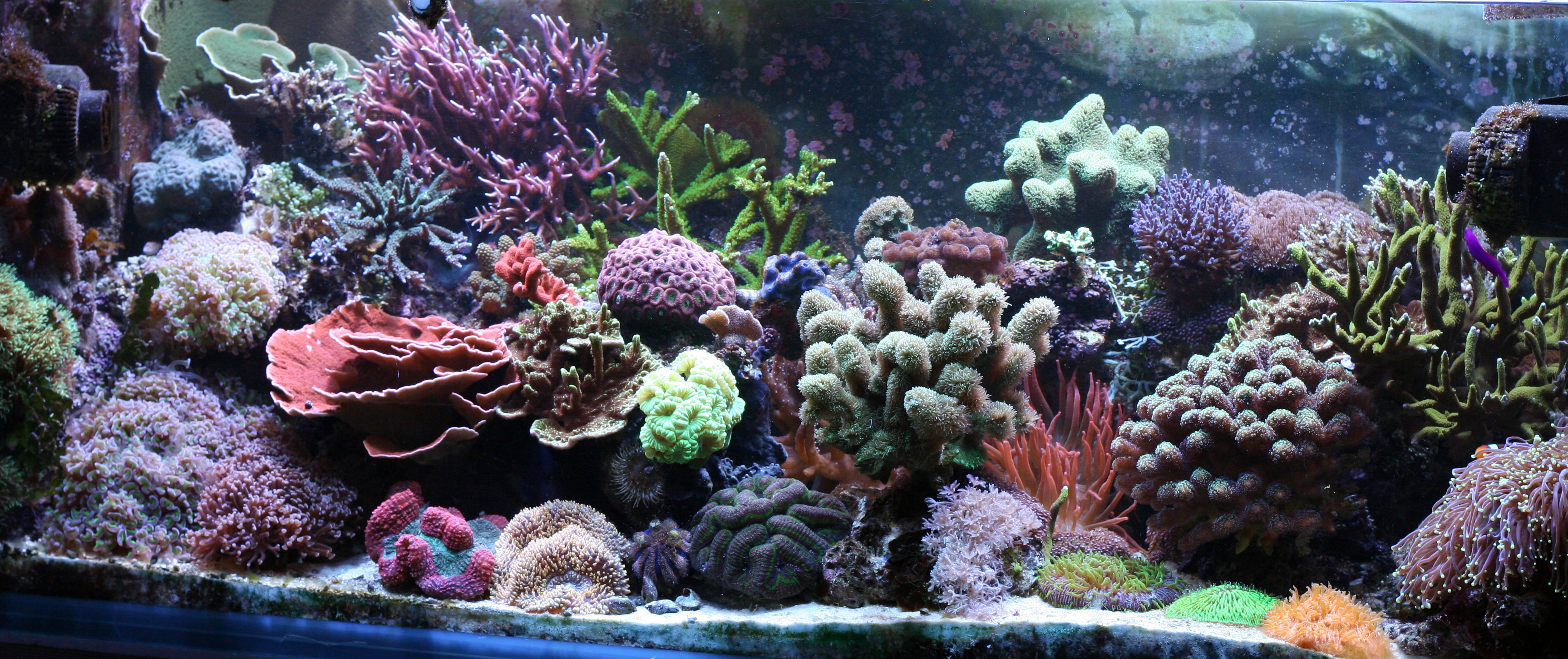 Built-In Fish Tanks and Aquariums (image credits: wikimedia)
