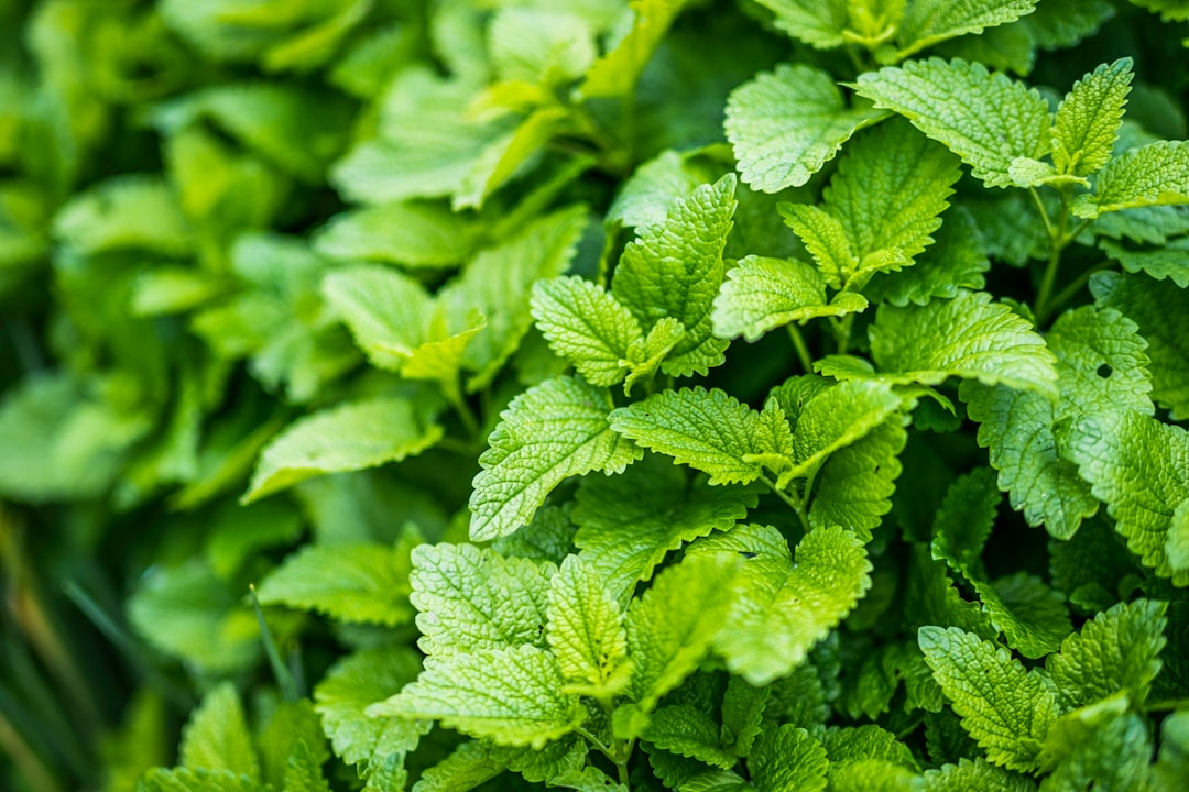 Lemon Balm (Melissa officinalis) (image credits: unsplash)