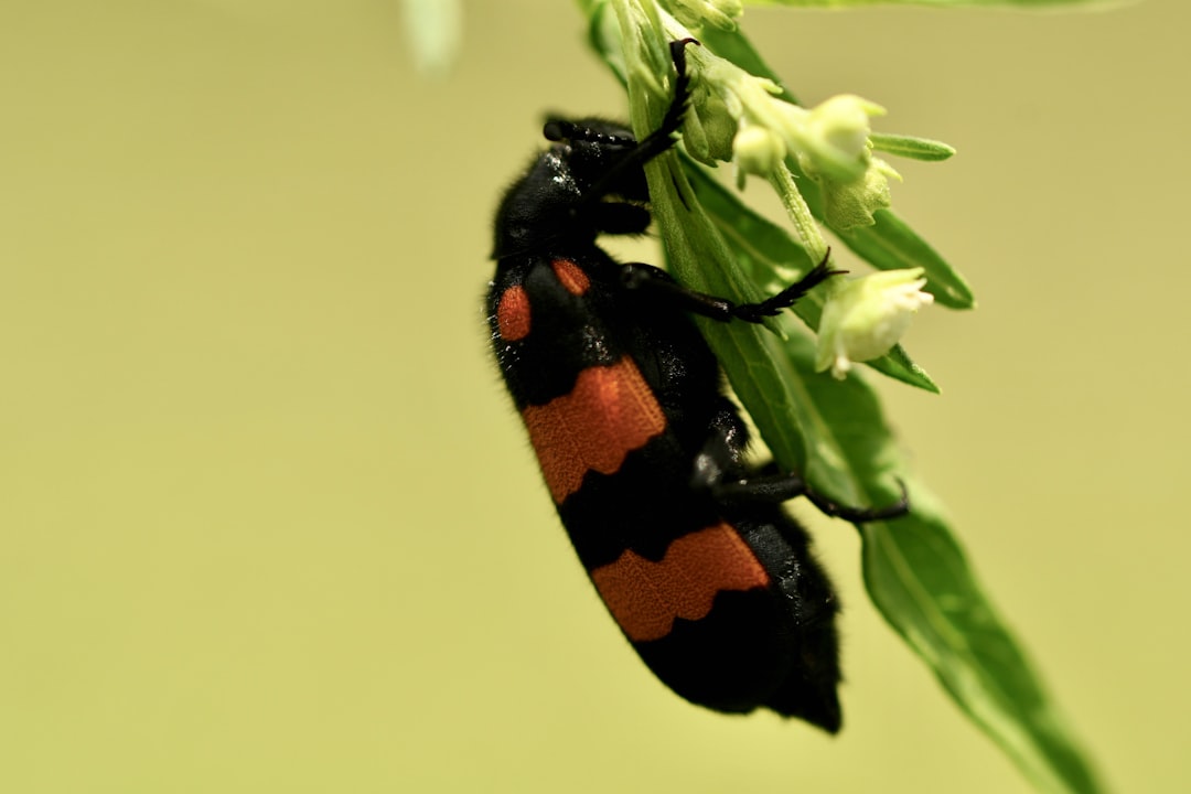 The Lazy Gardener's Secret Weapon (image credits: unsplash)