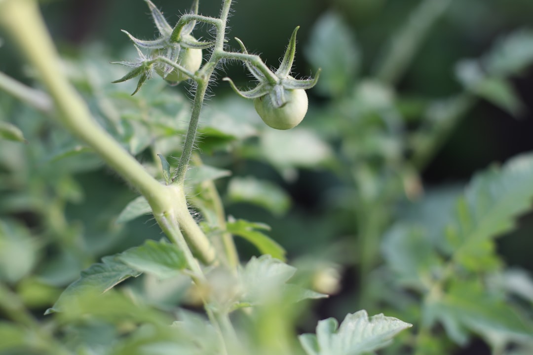 The Root-Bound Reality Check (image credits: unsplash)