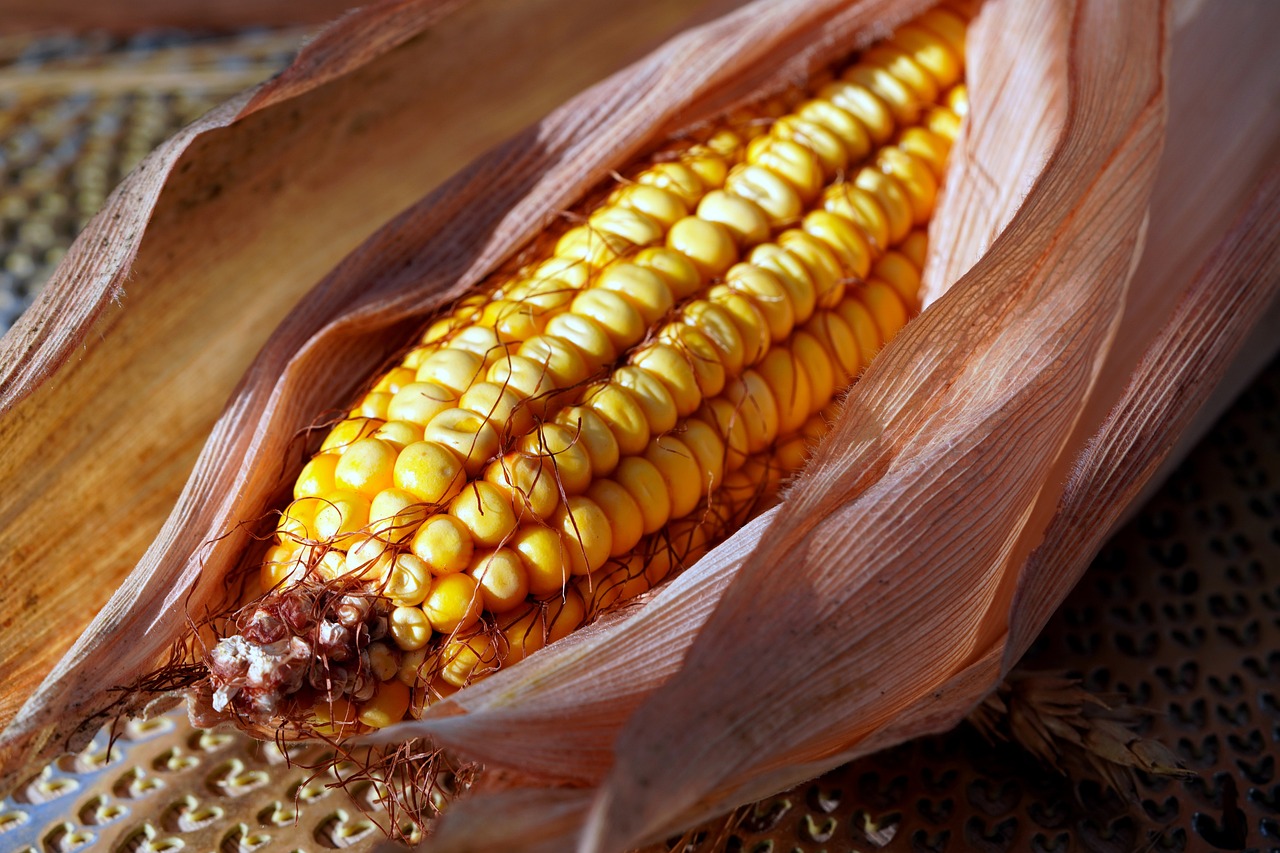 The House Made of Corn Cobs (image credits: pixabay)