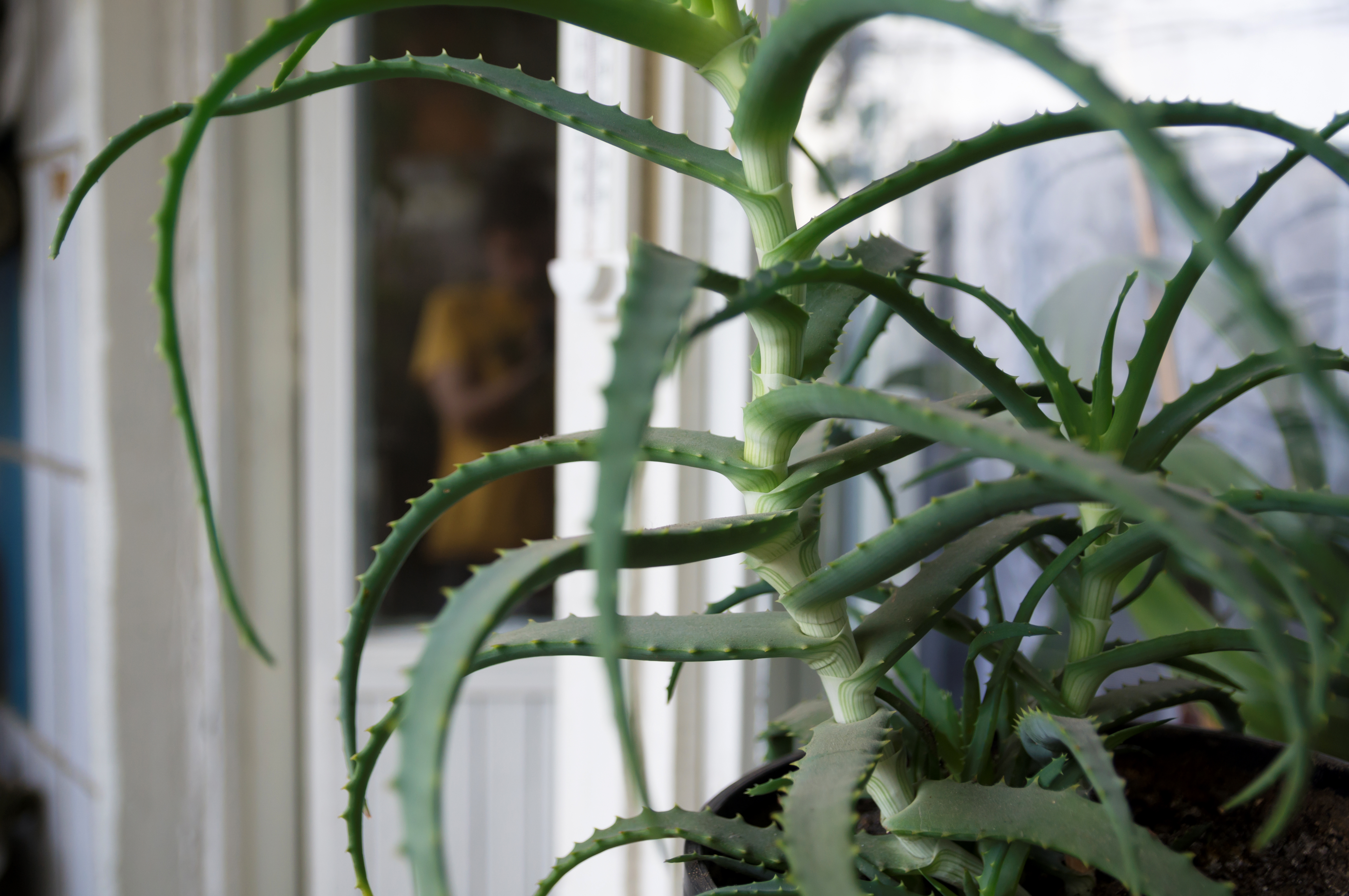 Indoor Plants for Natural Air Purification