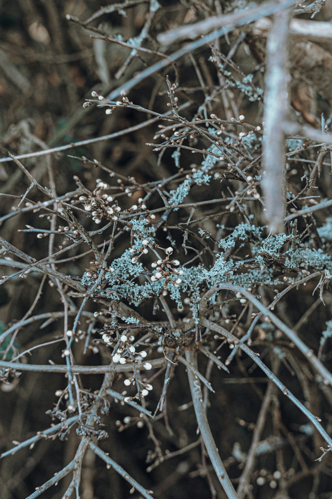 The Controversial Science Behind Plant Intelligence (image credits: unsplash)