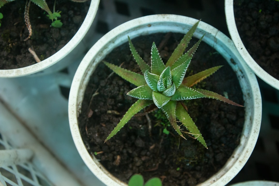 The Fertilizer Trap That Kills With Kindness (image credits: unsplash)