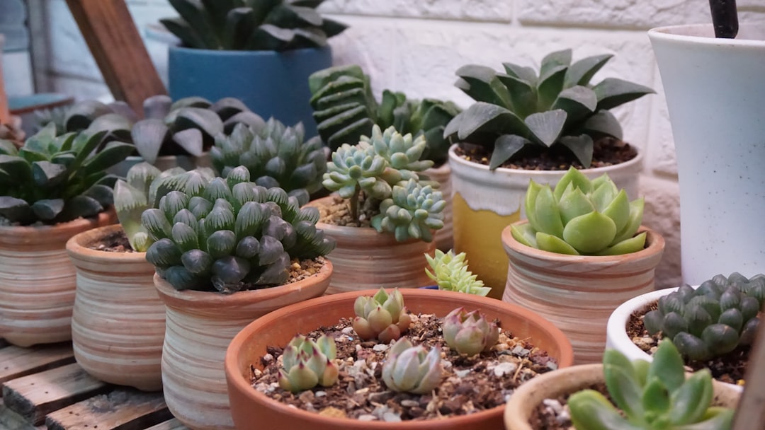 Water-Wise Gardening Is Finally Getting the Respect It Deserves (image credits: unsplash)