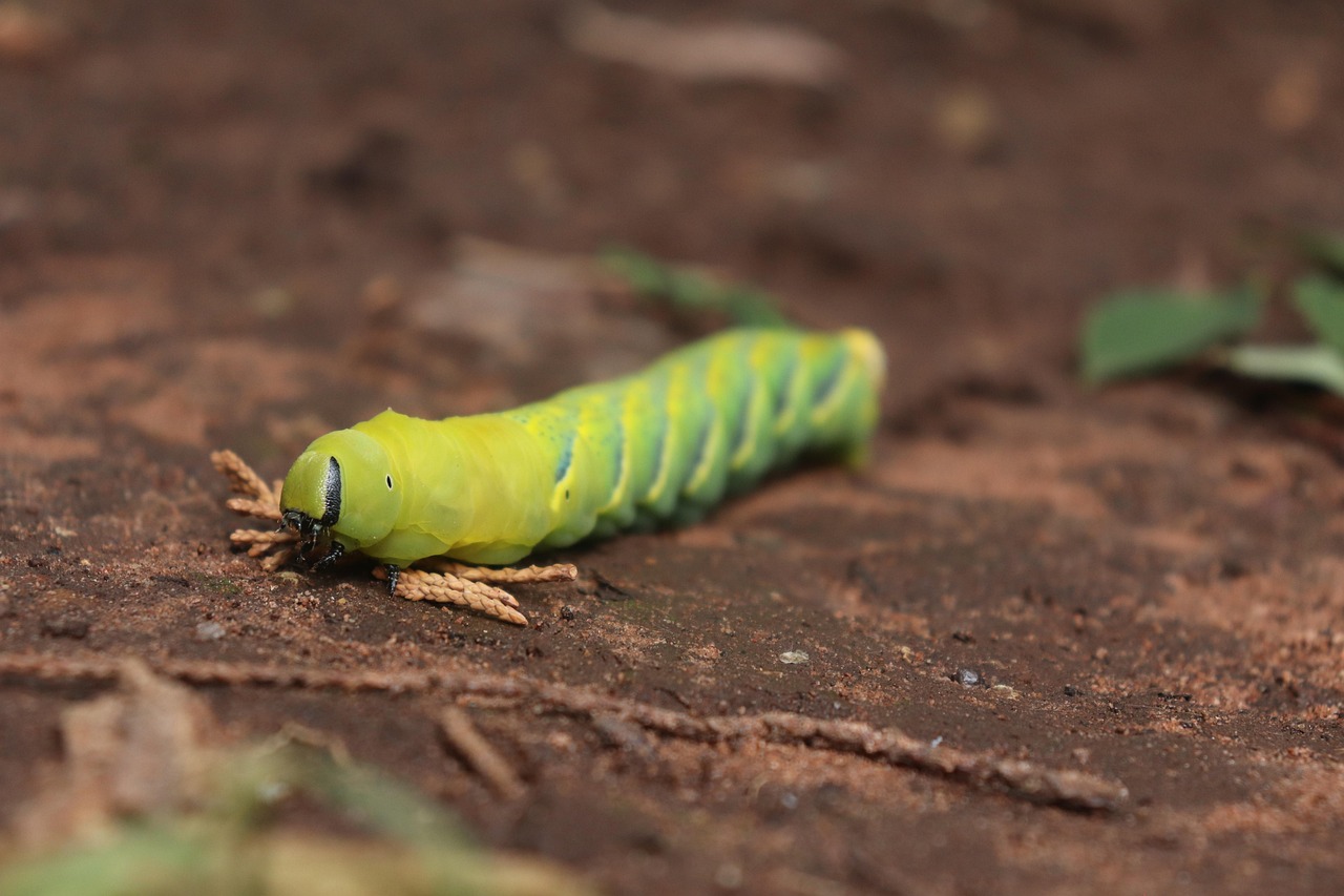 The Invisible Workforce in Your Soil (image credits: pixabay)