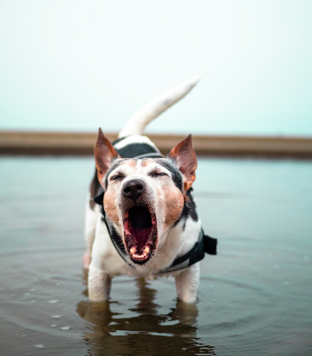 The Pet Noise Equation (image credits: unsplash)