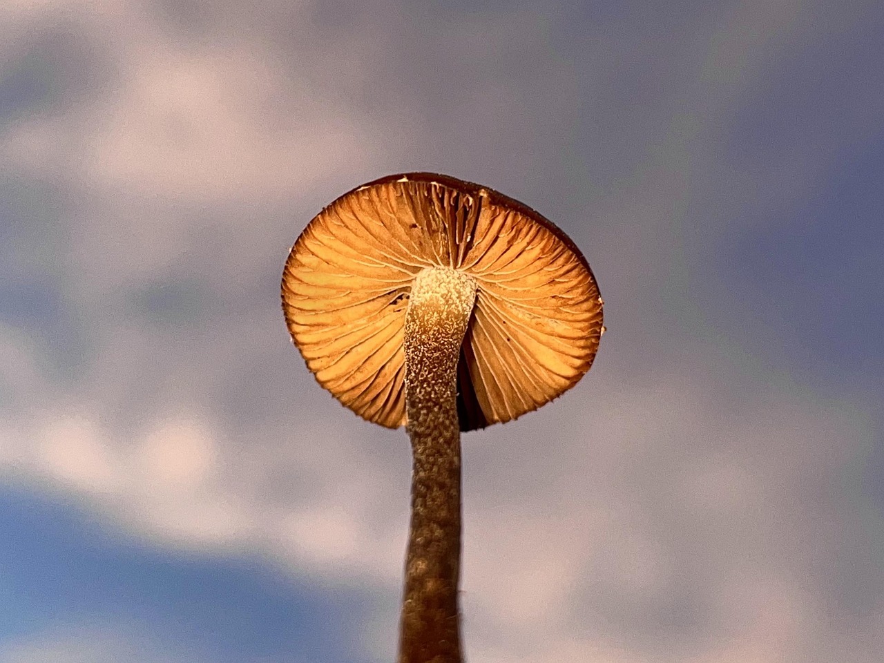 The Fungus House Grown from Mushrooms (image credits: pixabay)