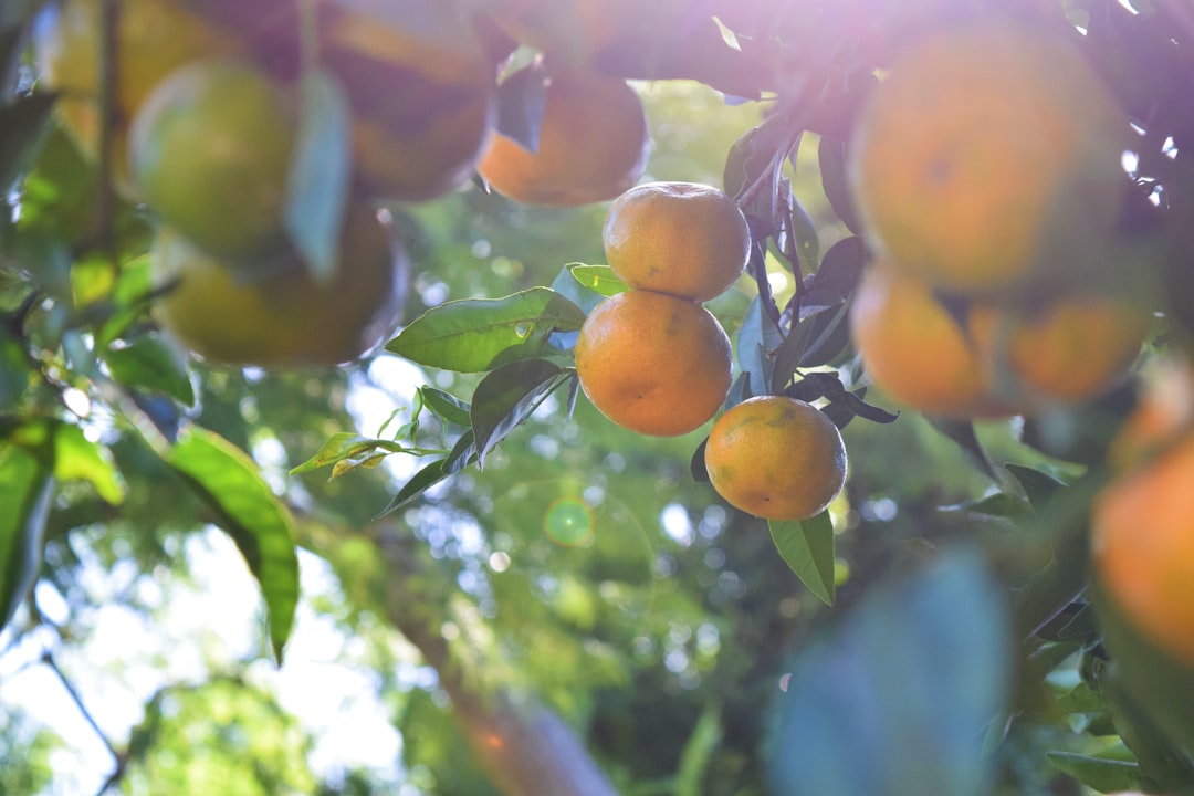 Traditional Fruit Tree Orchards (image credits: unsplash)