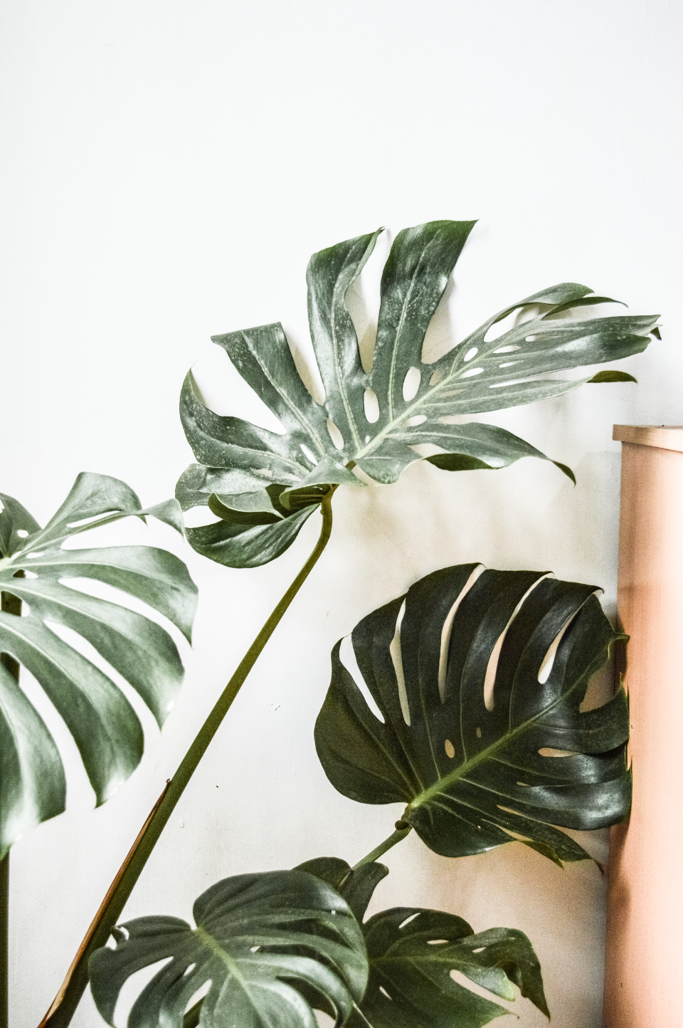 Incorporating Plants into Your Decor (image credits: stocksnap)