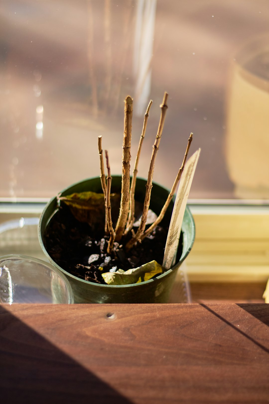 The Shocking Truth About Plant Parent Failure Rates (image credits: unsplash)