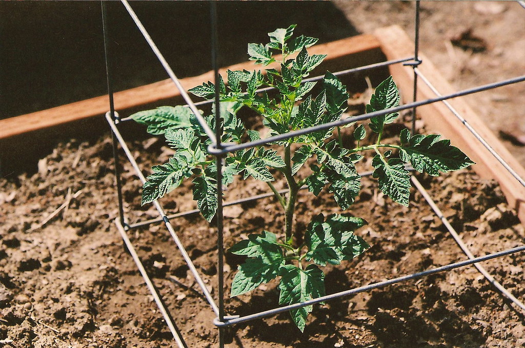 Support Systems: Your Tomato's Best Friend (image credits: flickr)