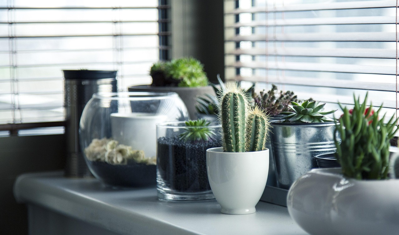 Bring Life to Your Space with Plants (image credits: pixabay)