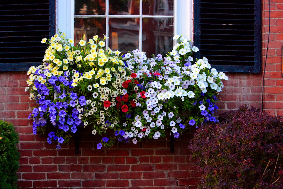 Window Box Installations (image credits: unsplash)