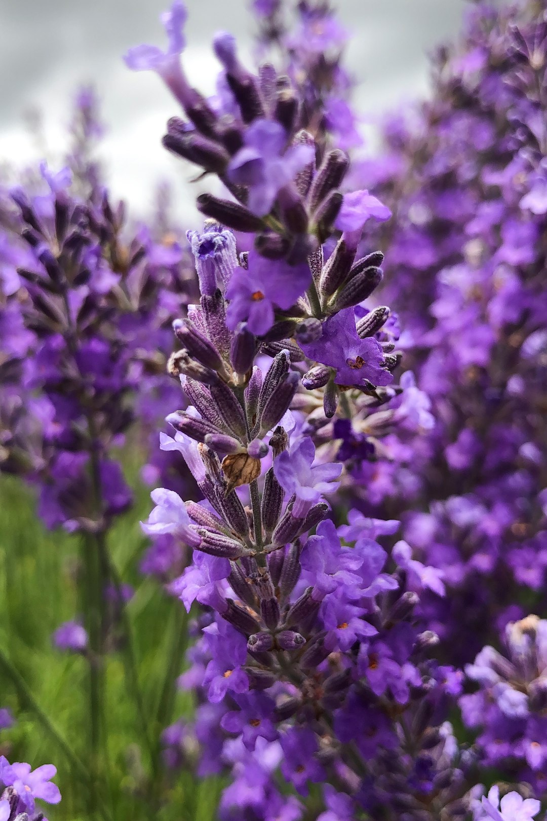 Lavender: The Scent of Deep Relaxation (image credits: unsplash)