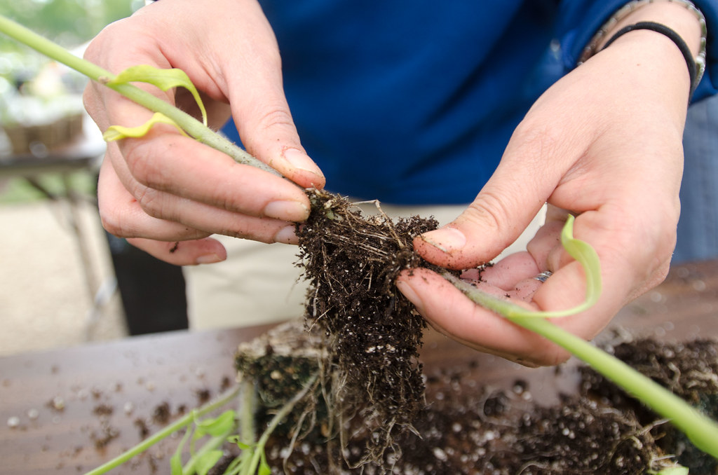 The Great Escape: When Repotting Goes Wrong (image credits: flickr)