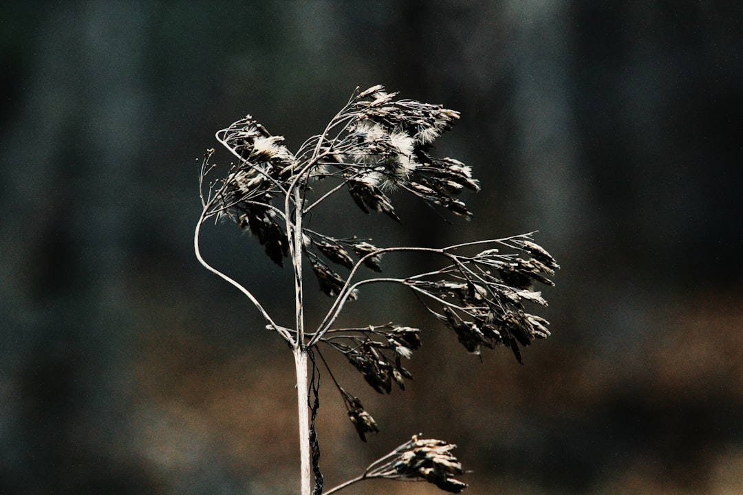 Dead or Dying Plants (image credits: unsplash)
