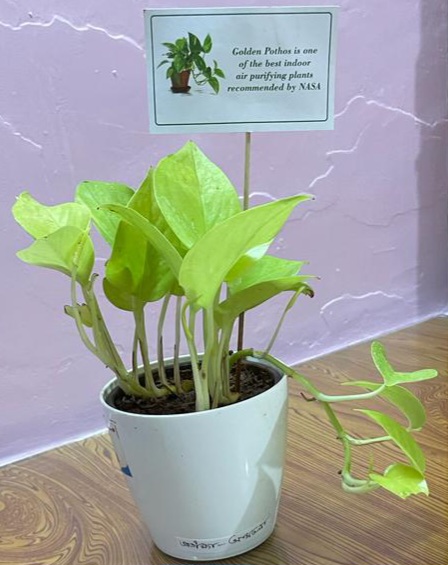 Peace Lily: The Elegant Toxin Fighter (image credits: wikimedia)