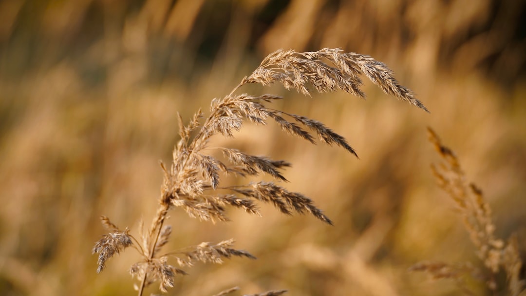 A Desire for Tranquility and Connection to Nature (image credits: unsplash)