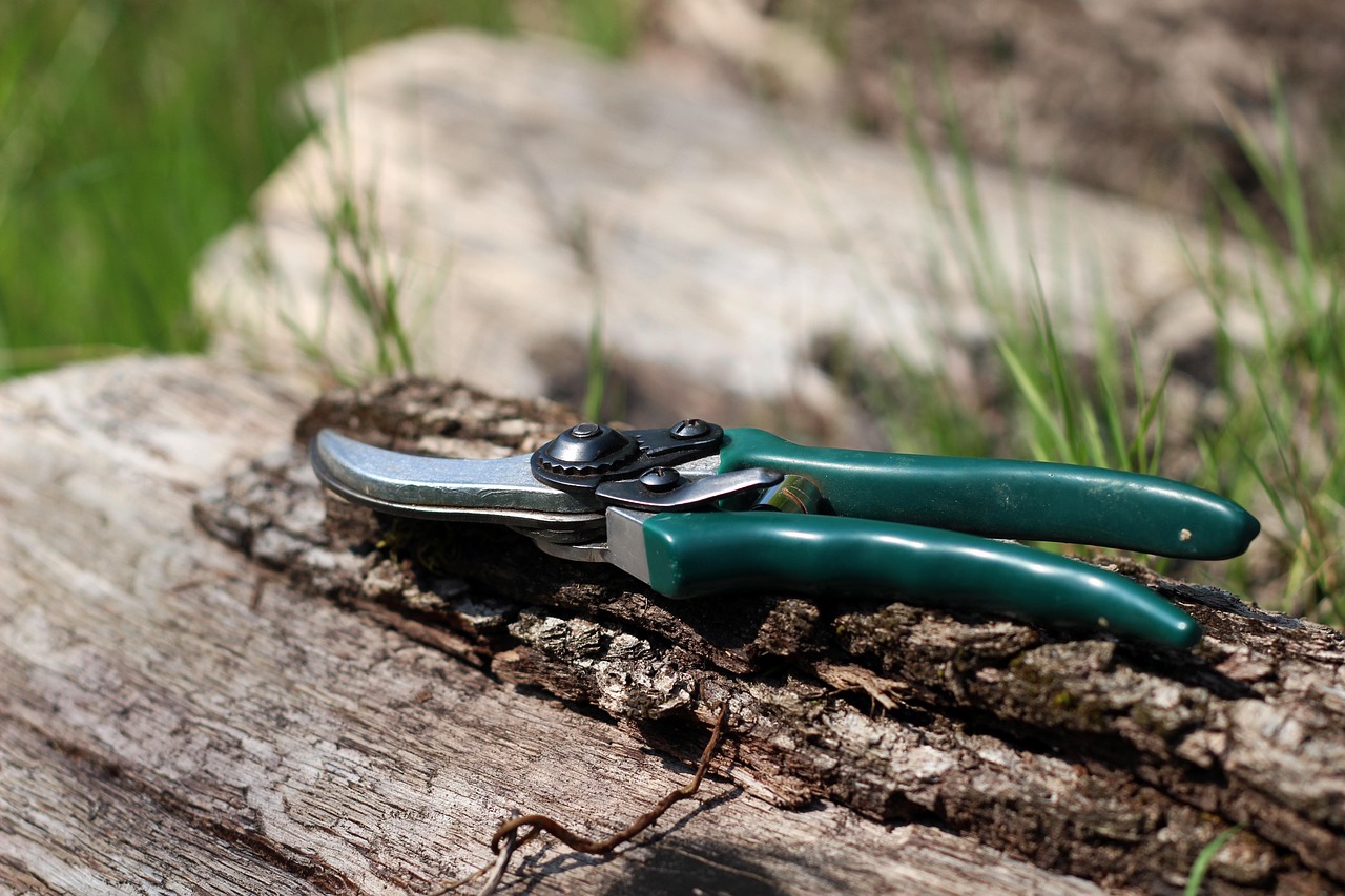The Pruning Controversy: To Snip or Not to Snip (image credits: pixabay)