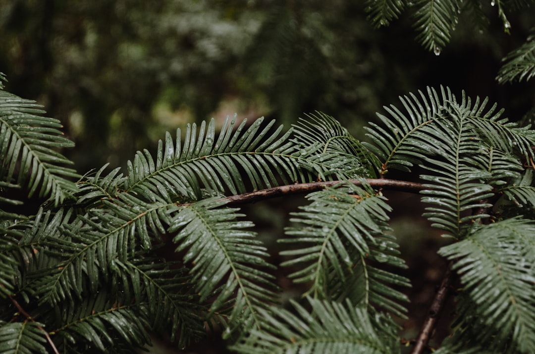 Boston Fern: The Humidity Lover (image credits: unsplash)