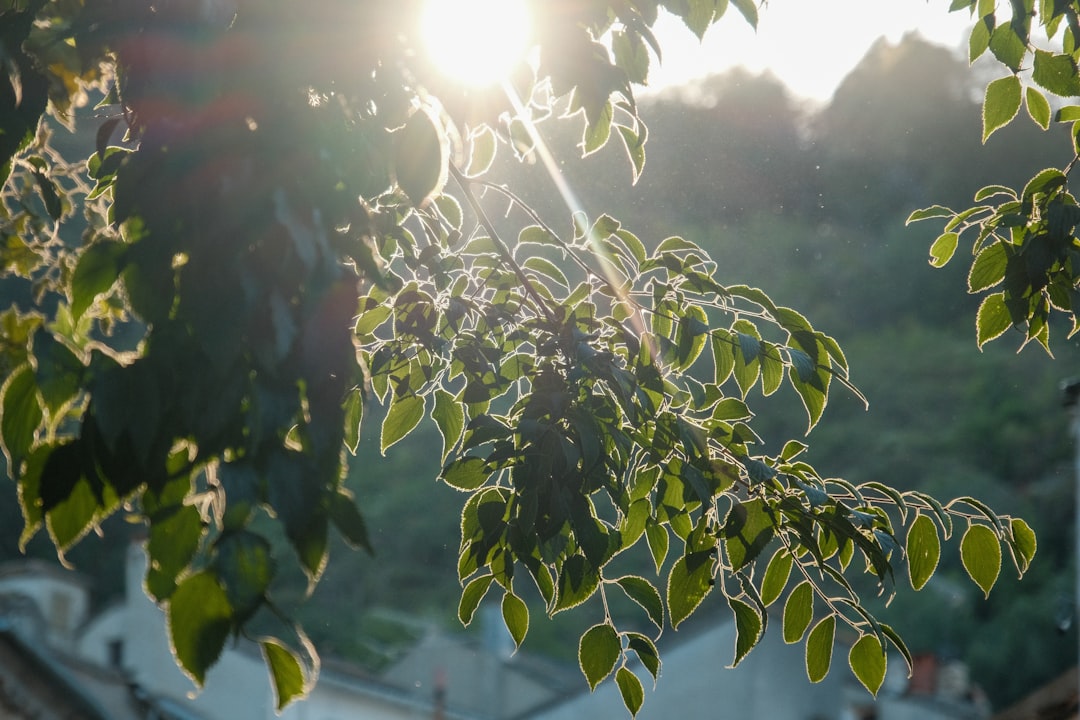 Creating Focal Points (image credits: unsplash)