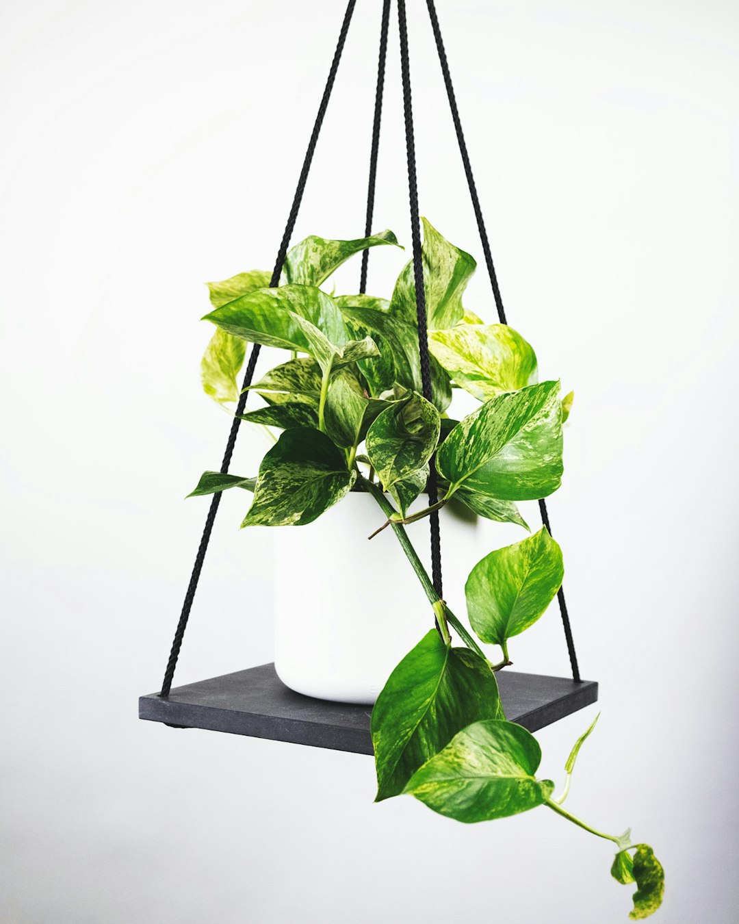 Pothos (Epipremnum aureum) (image credits: unsplash)
