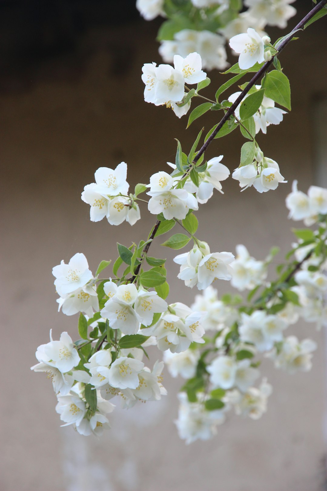 Jasmine (Jasminum officinale) (image credits: unsplash)