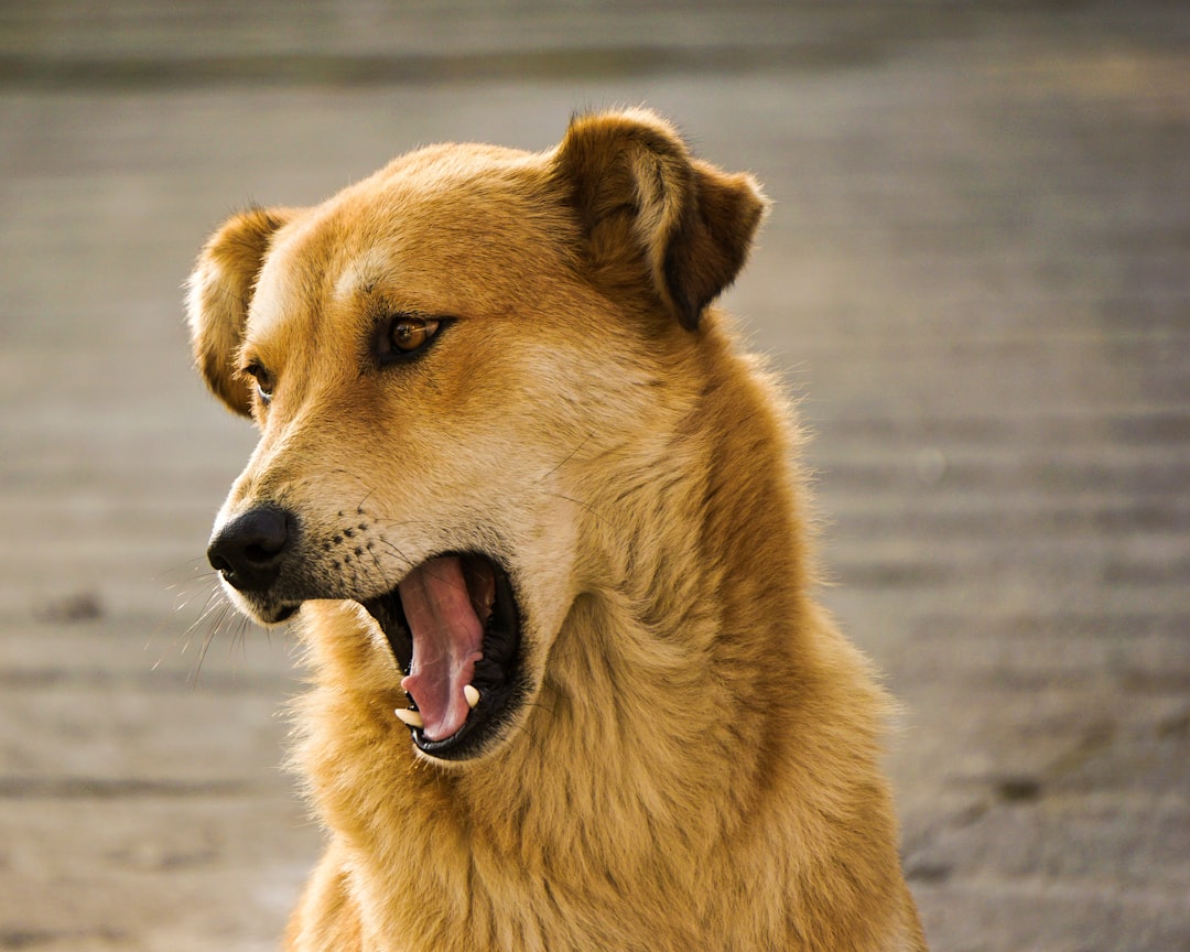 When Dogs Won't Stop Barking (image credits: unsplash)