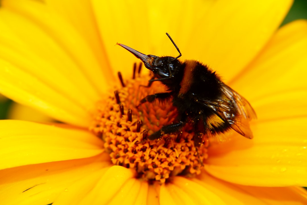 The Pollinator Crisis Nobody Talks About (image credits: unsplash)