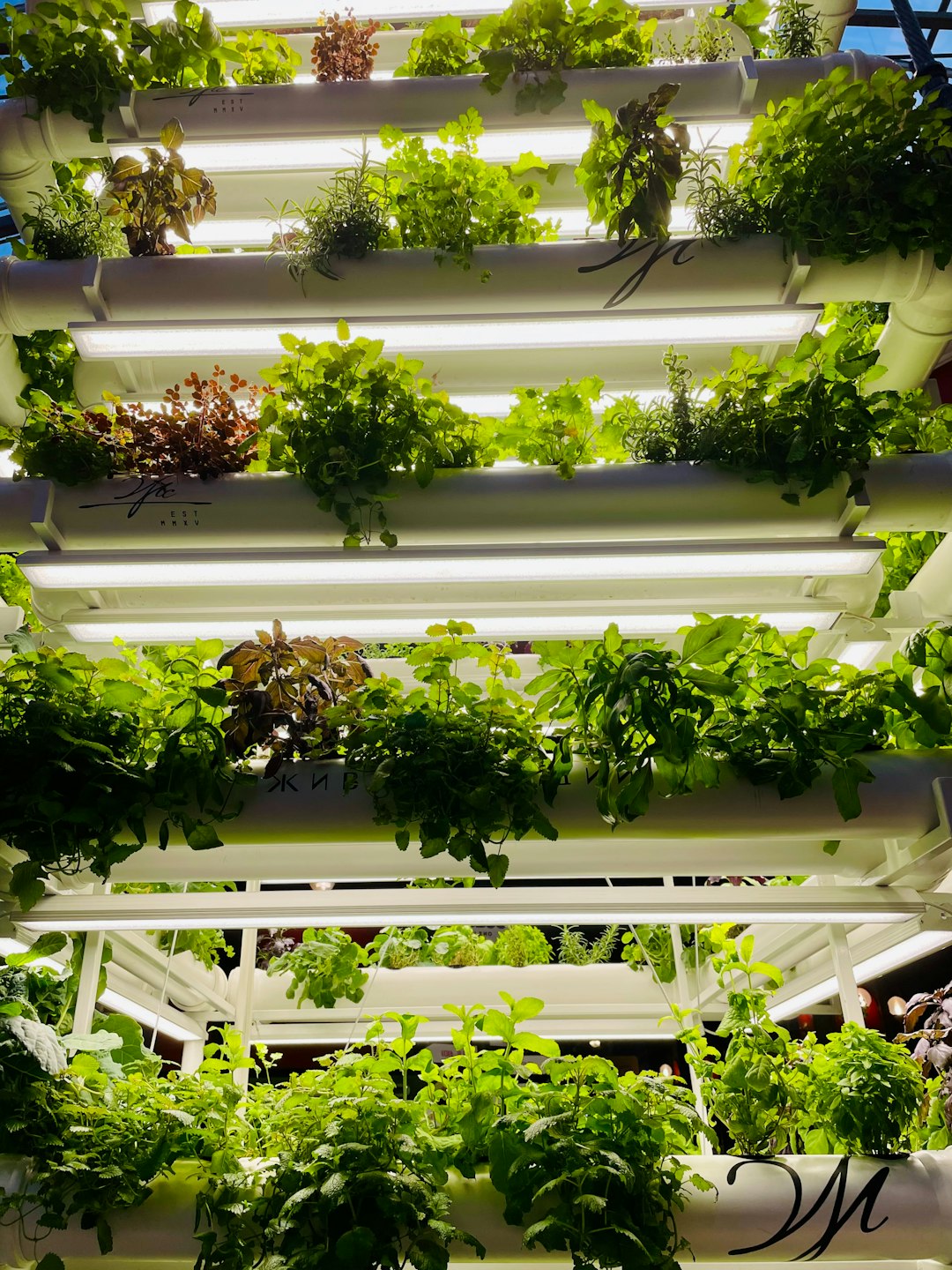 Vertical Farming: Growing Up Instead of Out (image credits: unsplash)