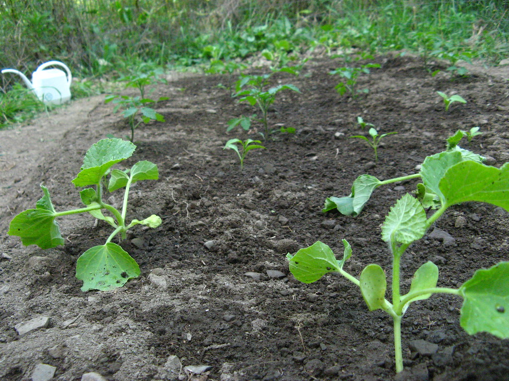 The Real Impact: Beyond the Backyard (image credits: flickr)