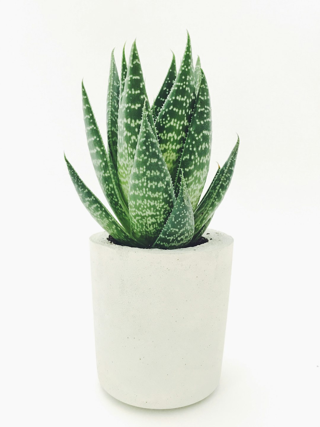 Aloe Vera: The Healing Green Machine (image credits: unsplash)