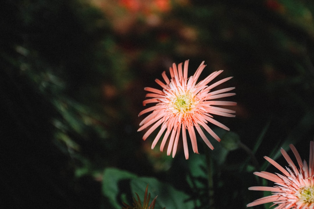 Upgraded Plant Combinations and Color Schemes (image credits: unsplash)