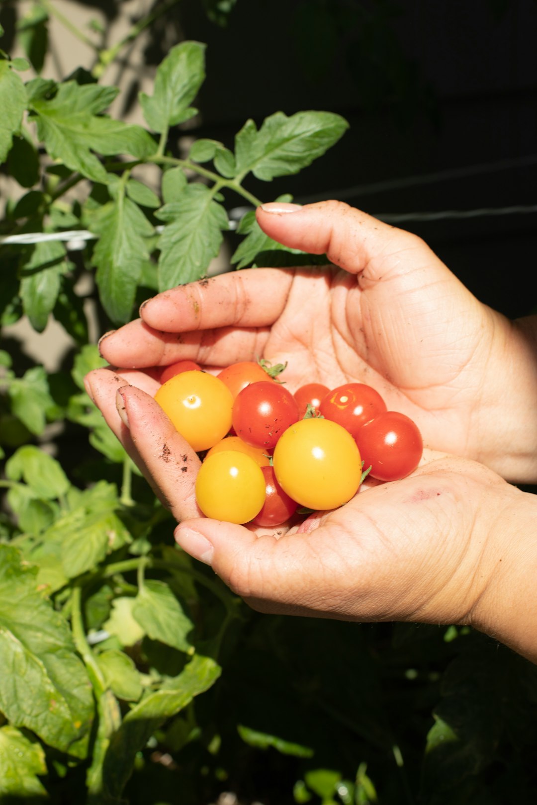 Conclusion: Embracing Your Tomato Jungle (image credits: unsplash)