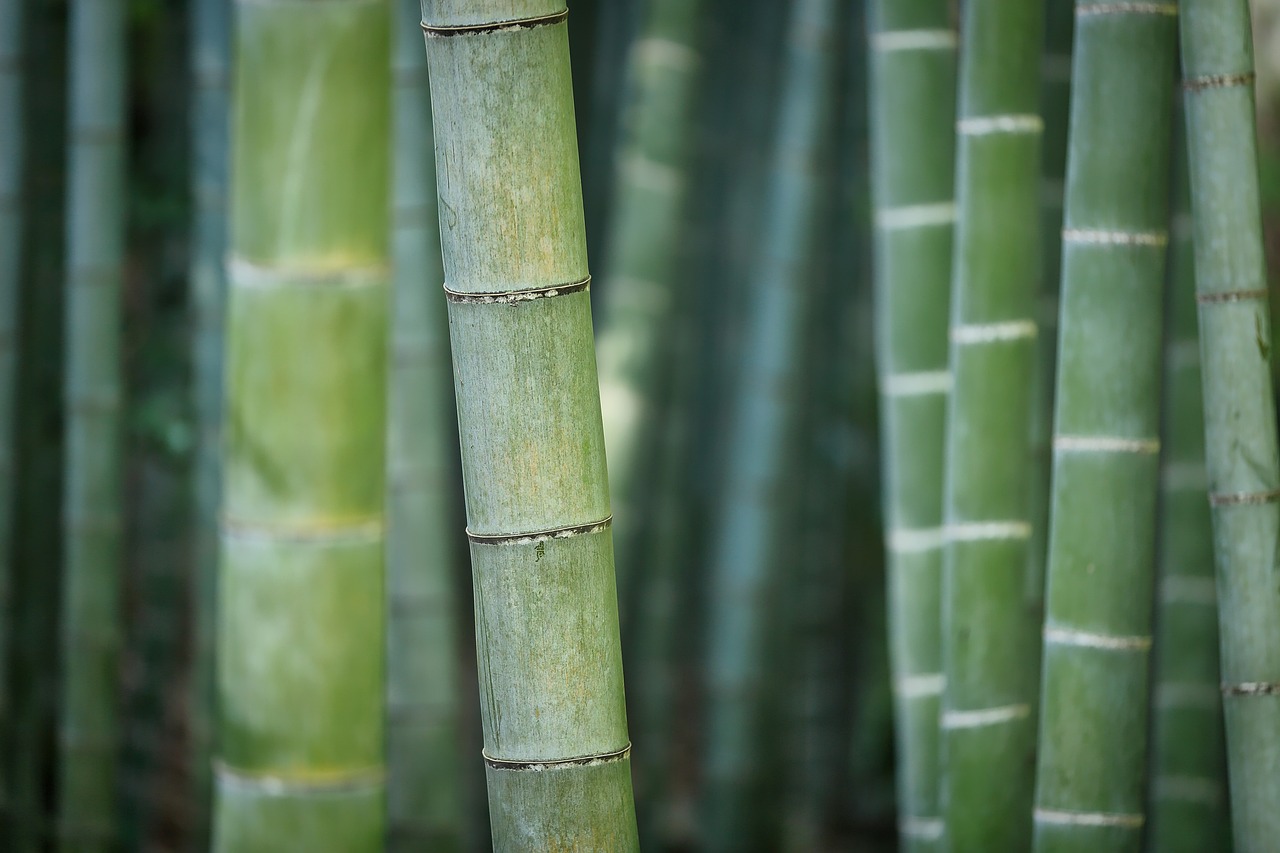 Bamboo Palm: The Tropical Tranquilizer (image credits: pixabay)