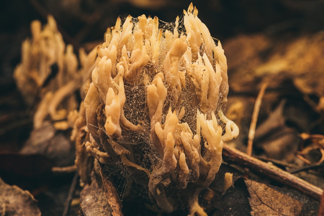 The Fungal Middlemen Running Nature's Social Network (image credits: unsplash)
