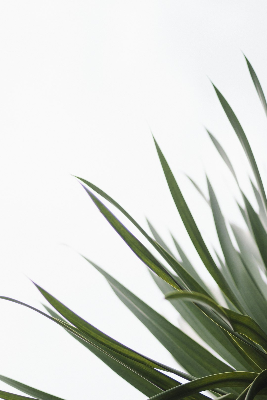 Bamboo Palm: The Tropical Filter (image credits: unsplash)
