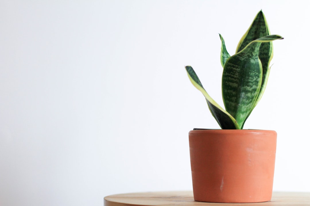 Snake Plant (Sansevieria): Your Nighttime Oxygen Factory (image credits: unsplash)