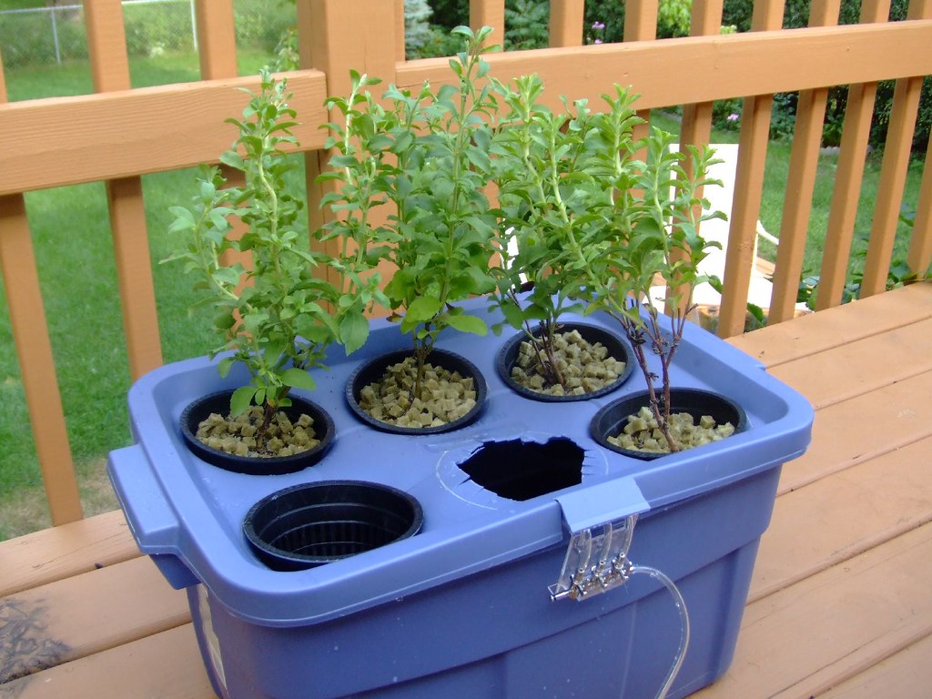 Hydroponic Systems: Soil-Free Growing Miracles (image credits: flickr)