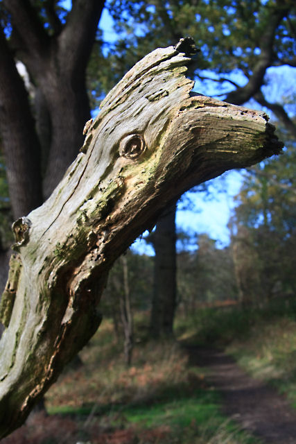 The Dead Branch Exception (image credits: wikimedia)