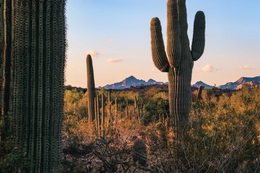 What Nevada Residents Can Do Right Now (Image Credits: Unsplash)