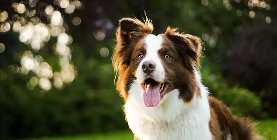 Breed Really Does Play a Role (Image Credits: Unsplash)
