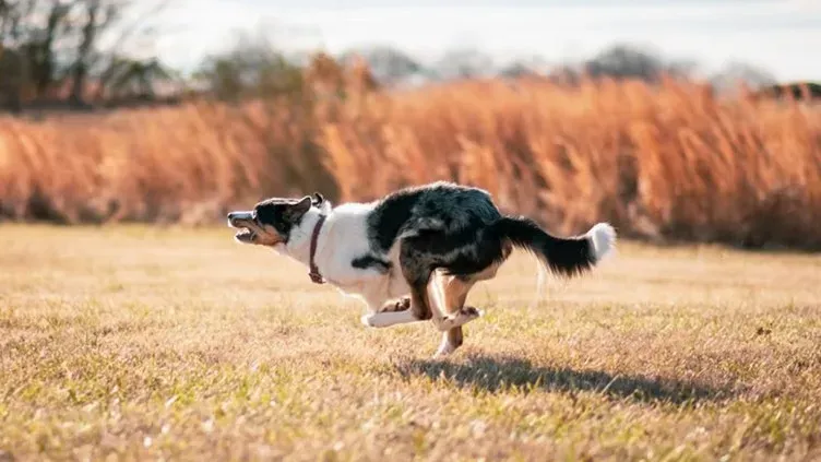 Sudden bursts of running, also known as zoomies (Image Credits: Pexels)