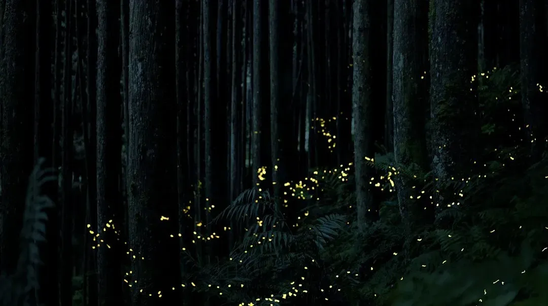 Grave of the Fireflies (1988) (Image Credits: Unsplash)