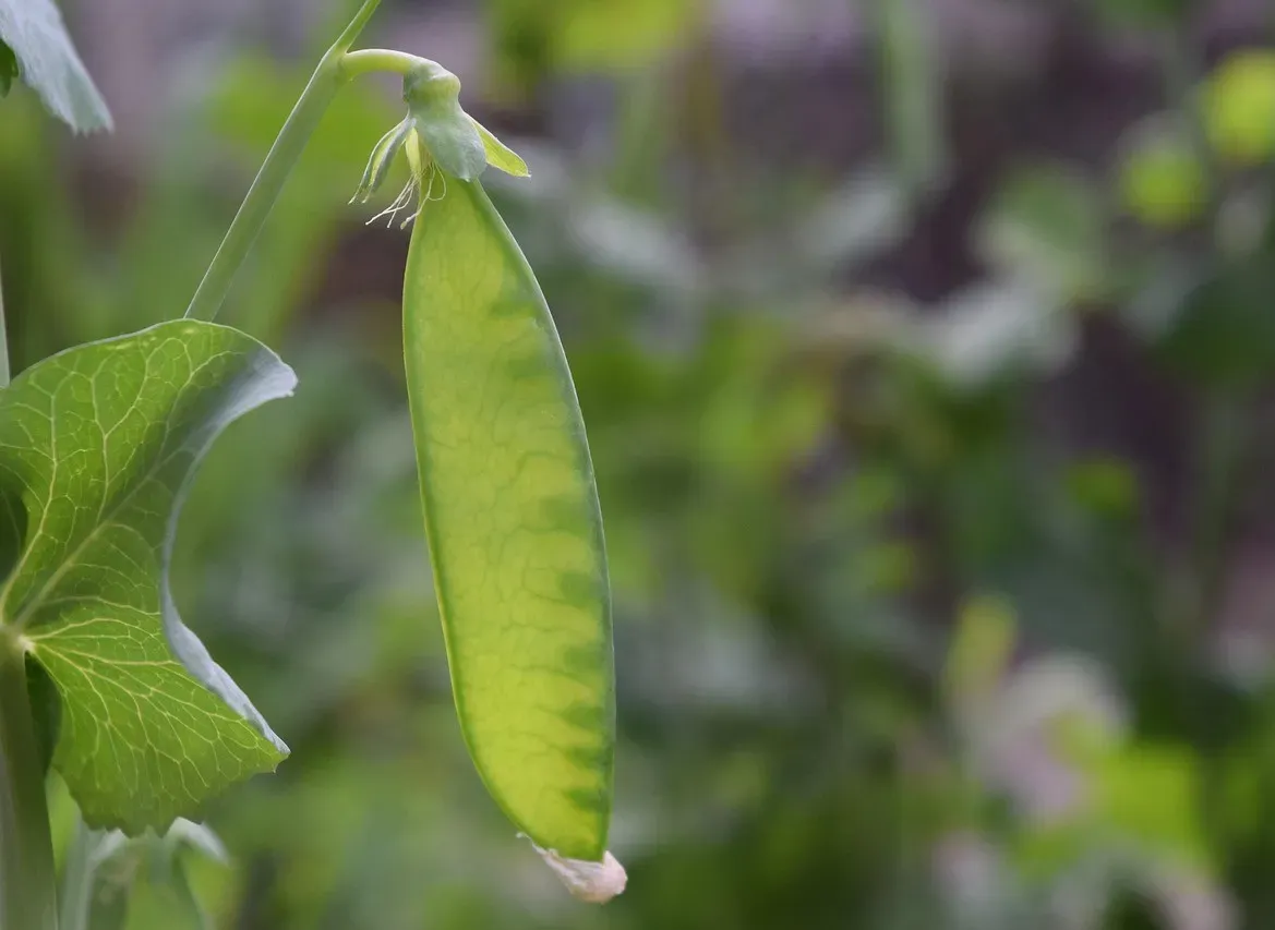 Mendelian Genetics: The Monk's Peas That Science Ignored for Decades (Image Credits: Pixabay)