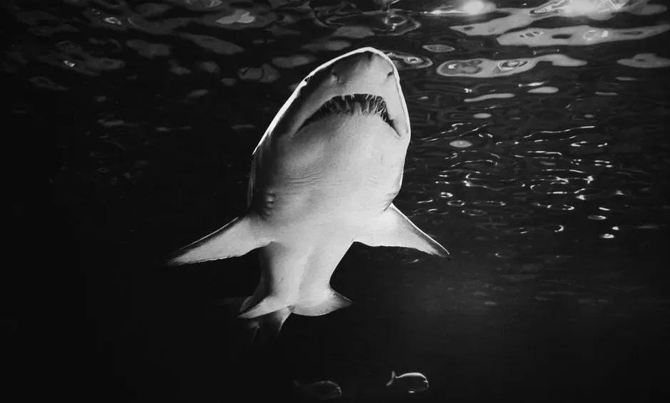 Jaws (1975) - The One That Changed Everything (Image Credits: Pexels)