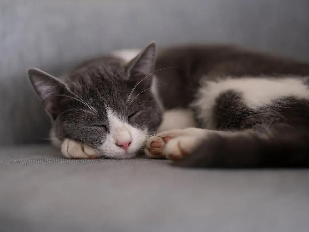 Where Exactly Your Cat Sleeps on You Has Meaning Too (Image Credits: Unsplash)