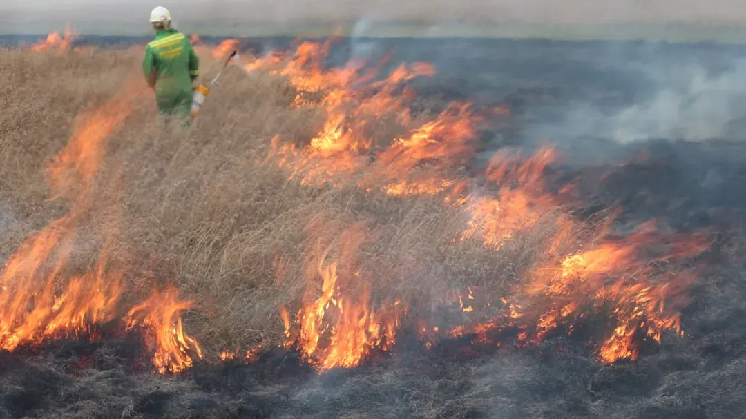 Invasive Grasses and a Changed Fire Regime (Image Credits: Unsplash)